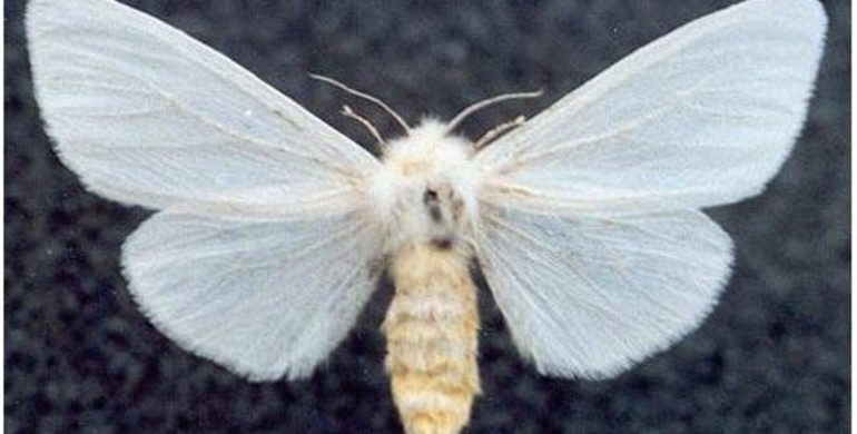 Нищівна краса: Американський білий метелик обживає Рівненщину